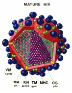 Schema di una particella virale di HIV-1